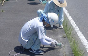 ②雑草が生えている場合、ベビーカッターや人力による引き抜き等できれいにします。